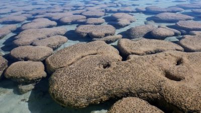 “Pastel de mármol”: un estudio demostró cómo se reciclan las capas de la Tierra