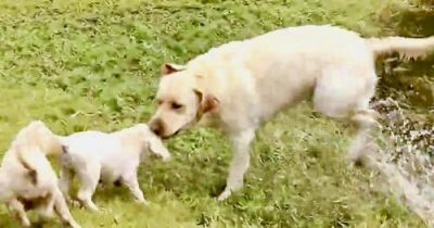 Video: un labrador le enseñó a sus hijos cómo nadar