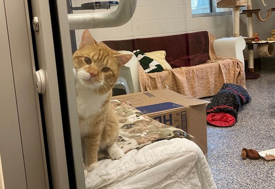 Video | Un gato saluda a los visitantes de un refugio para que lo adopten
