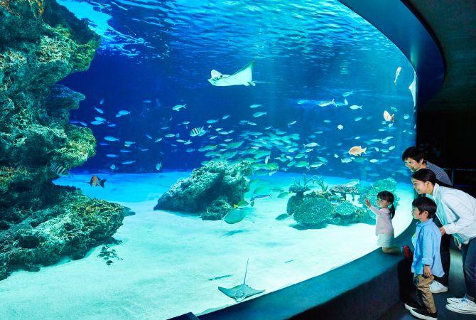 Inauguraron un espectacular tanque acuático de medusas (mide 14 metros de ancho)