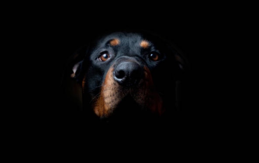 Descubrieron un “alma” (que vagaba por el patio) gracias a su perro