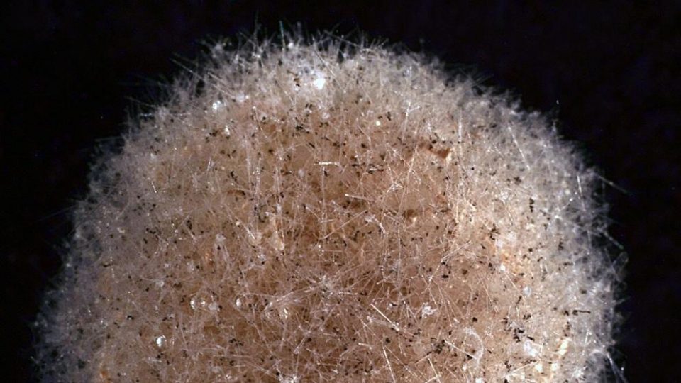 Sorpresa en el mar: descubren nuevos organismos unicelulares gigantes