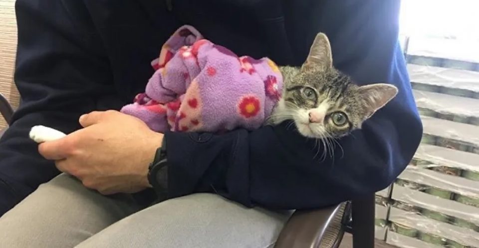 La historia de Sherman, un gatito huérfano que volvió a sonreír al ser adoptado