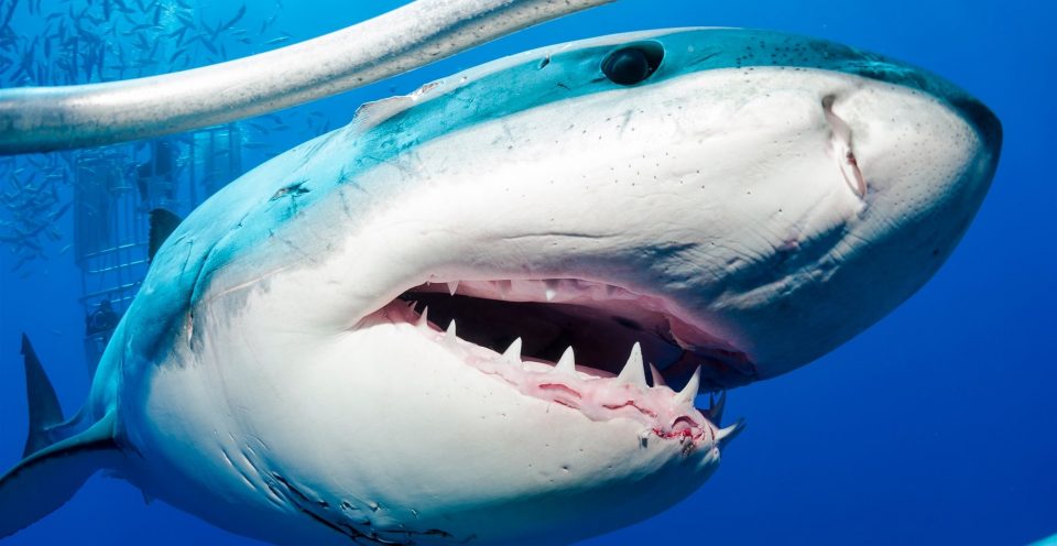 “Había mucha sangre en el agua”: un tiburón blanco acabó con la vida de una mujer