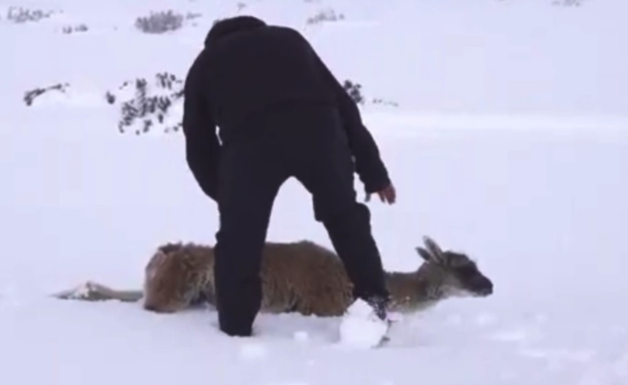 Temporal en la Patagonia: lugareños rescataron a los animales atrapados en la nieve