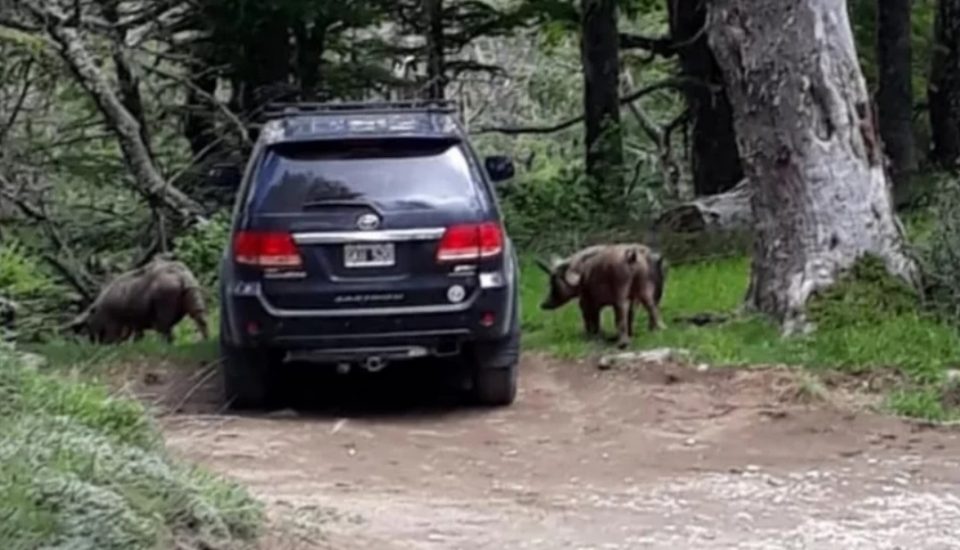 Alerta por la presencia de jabalíes en la Patagonia: “Es portador de enfermedad”