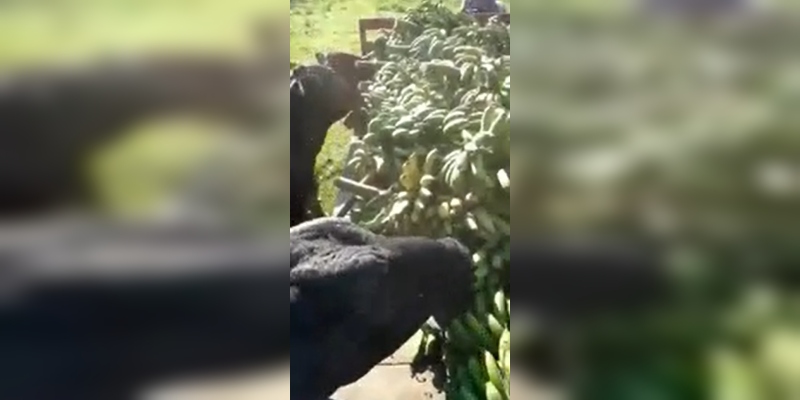 Filmaron cómo alimentaban a vacas con bananas y el video se volvió viral