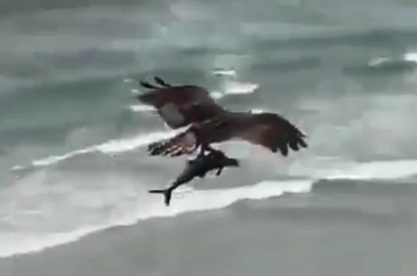 Video | Un águila cazó a un tiburón en la playa y se volvió viral en las redes