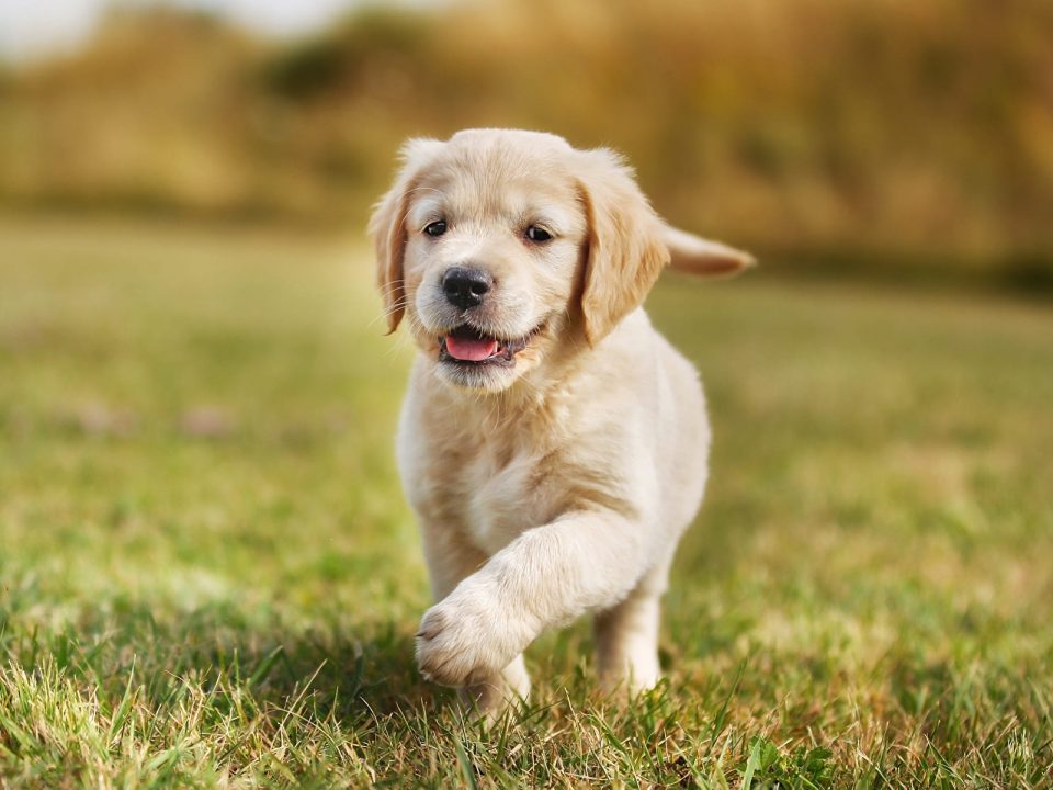 Un cachorro le exigió mimos a su dueño a partir de un insólito (y tierno) truco