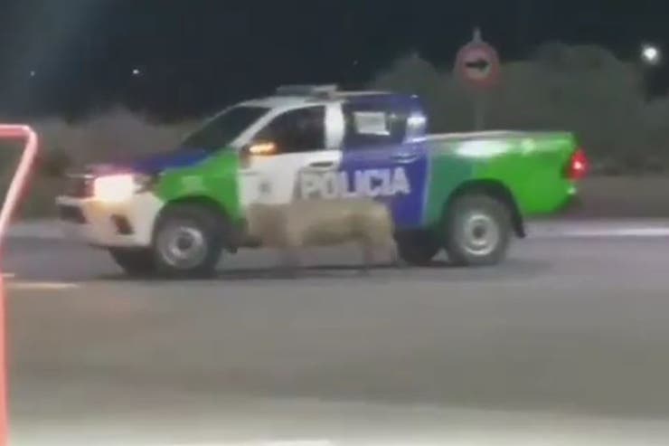 Un chancho “atacó” a un patrullero y a un automovilista en Bahía Blanca