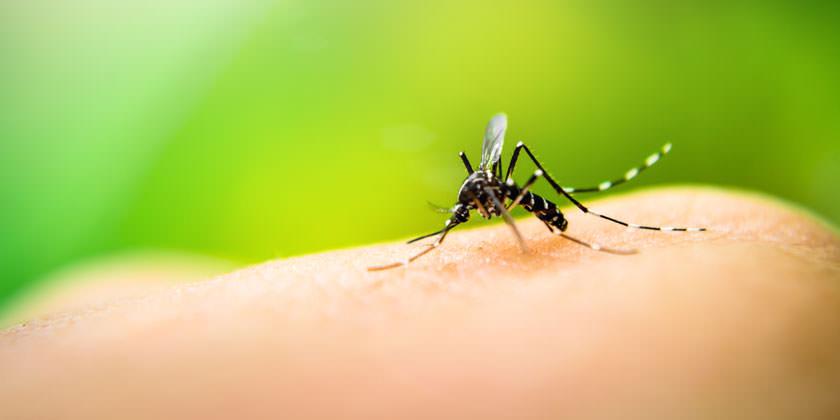 Confirmaron el mayor registro de casos de dengue en la historia