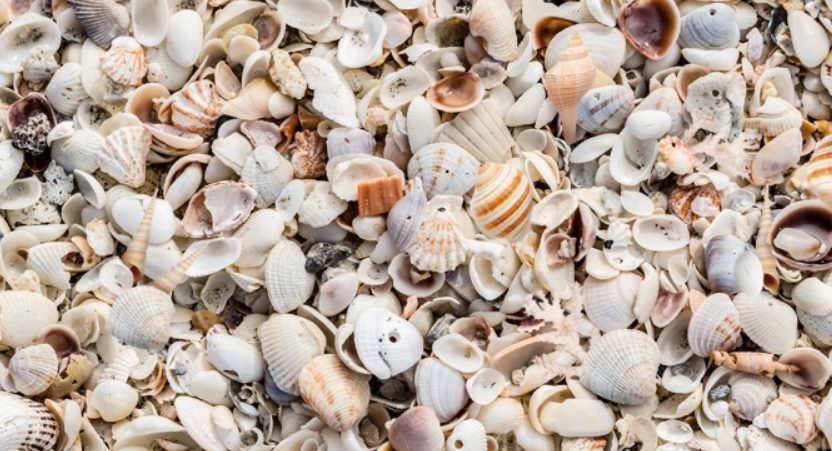 Un desafío viral que te hará querer volver a la playa: encontrar en menos de 30 segundos la estrella de mar