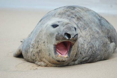 Conocé a “Panchito”, el primer elefante marino que quedó varado en una playa de México