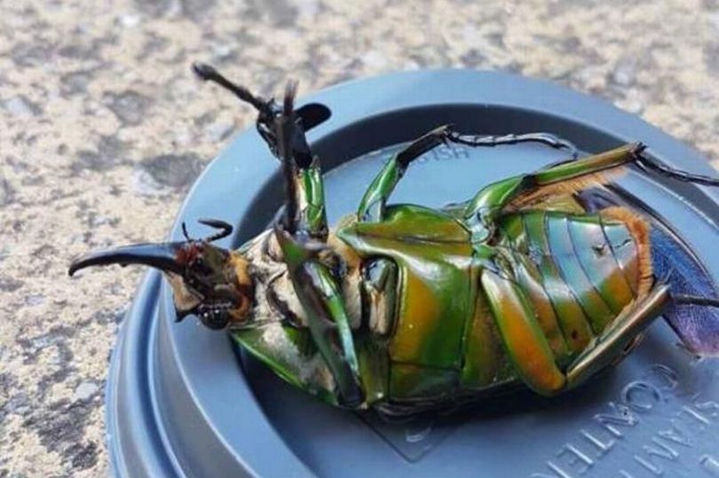 Encontraron un enorme (y misterioso) insecto en la calle: “Ninguna persona puede decirme qué es”