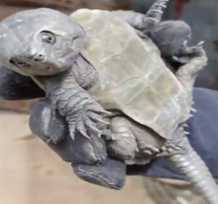Encontraron una extraña tortuga con pico de águila y cola de cocodrilo