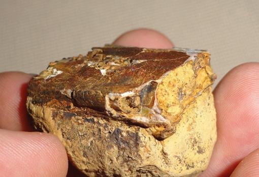Hallaron fósiles de un reptil volador que vivió hace 135 millones de años