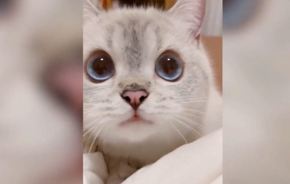 Nana, la gata que conquistó las redes por su expresiva cara