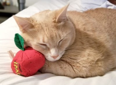 La increíble dieta de un gato con sobrepeso que revolucionó las redes