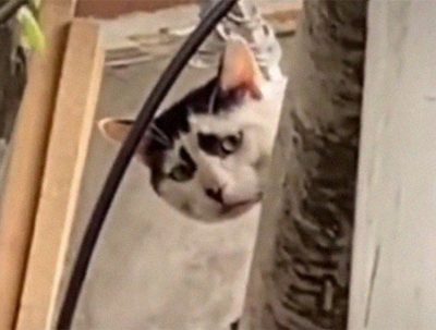 Un gato parece estar siempre triste y es por culpa de sus manchas