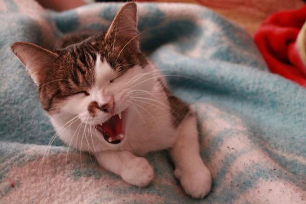 Un gato que murió hace 12 años fue invitado a votar en Estados Unidos