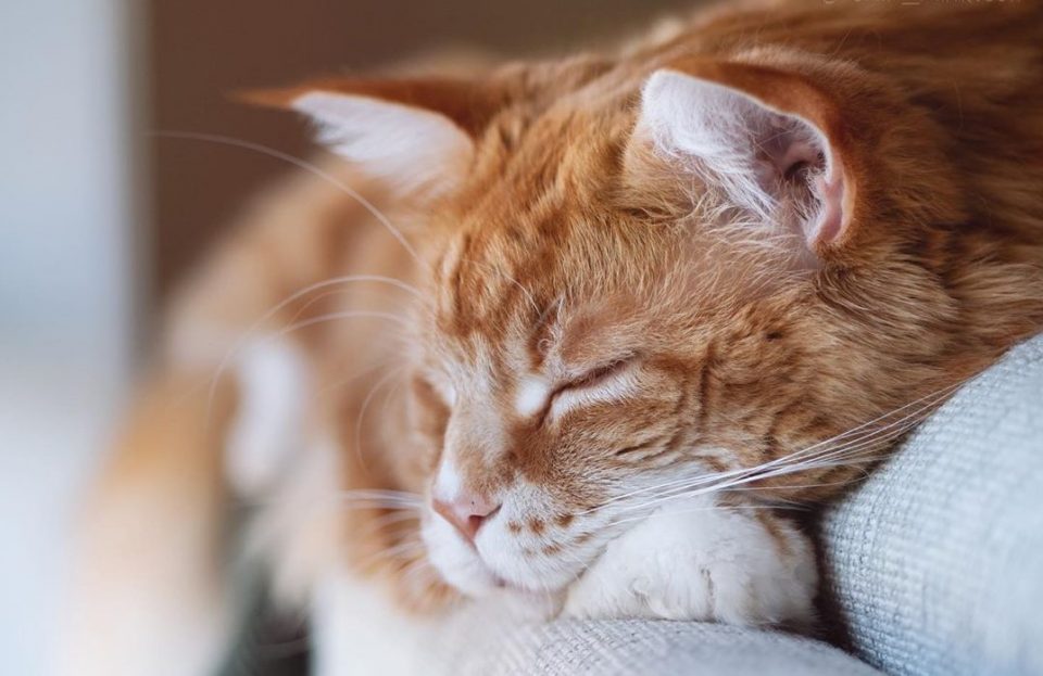 Conoce a Omar, el gato “más grande del mundo” que es furor en las redes