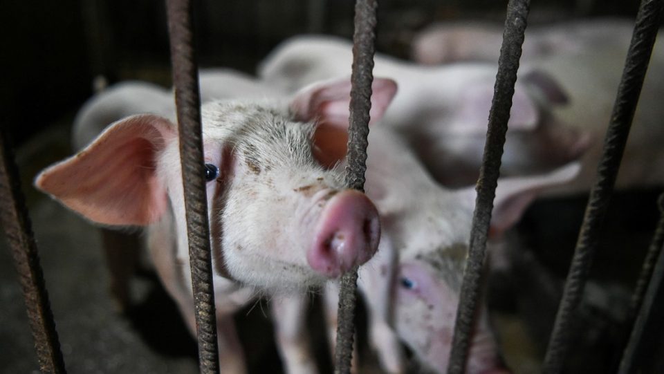 “Tiene potencial pandémico”: alarma por una gripe porcina que contagia a humanos