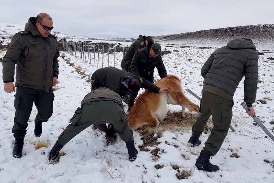 Un guanaco quedó atrapado en un alambrado y un grupo de gendarmes lo salvó