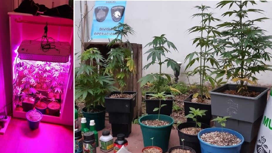 Armó un invernadero de marihuana y vendía “take away” en cuarentena