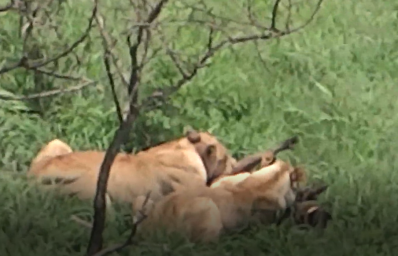 Video: una leona atacó a un jabalí moribundo y lo devoró ferozmente