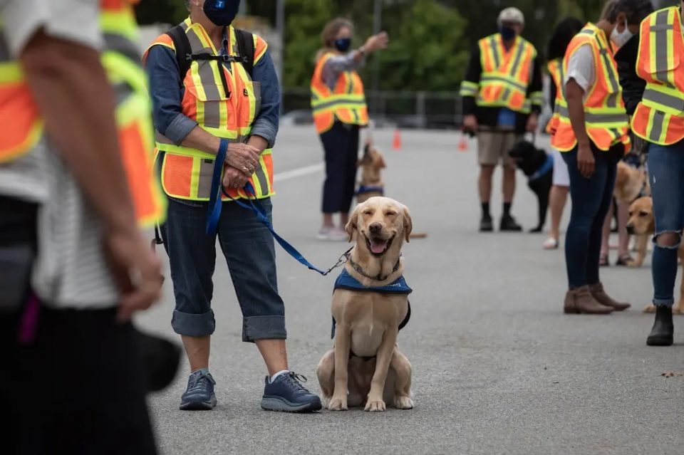 Coronavirus: aseguran que los perros pueden detectar la enfermedad
