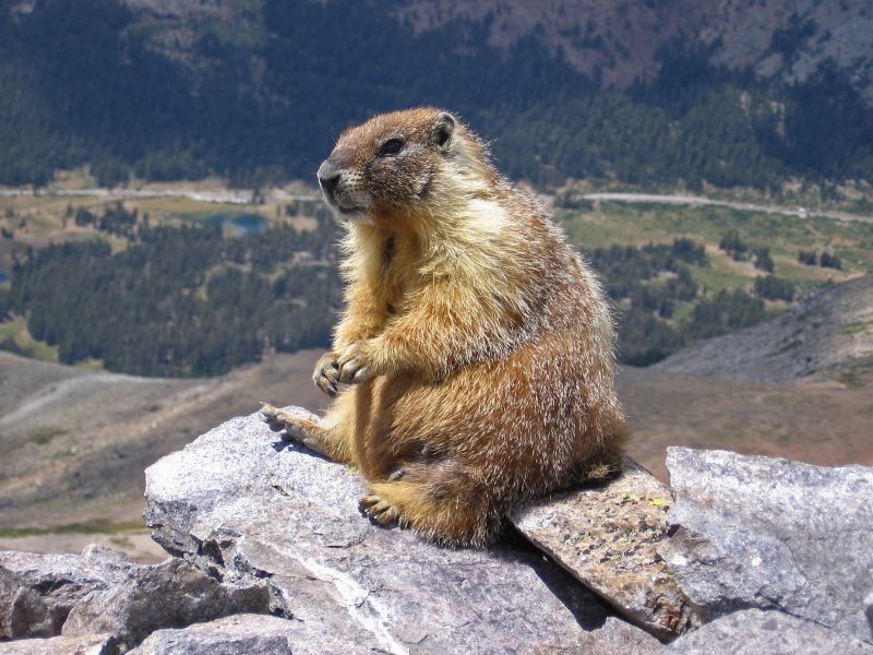 Registran un brote de peste bubónica producido por comer carne de marmota cruda
