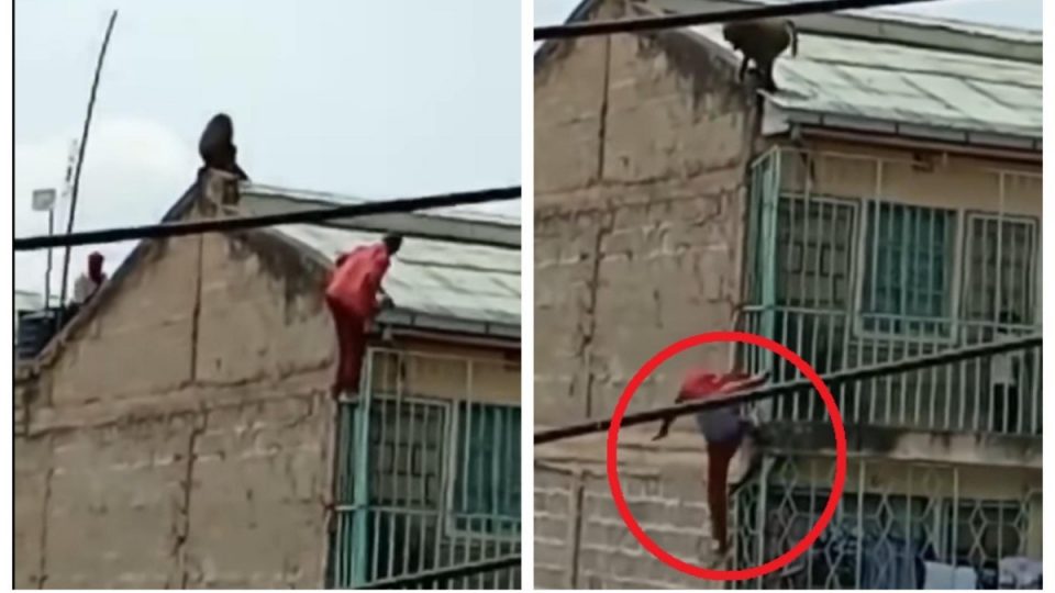 Cayó del techo de su edificio tras ser atacado por un mono salvaje