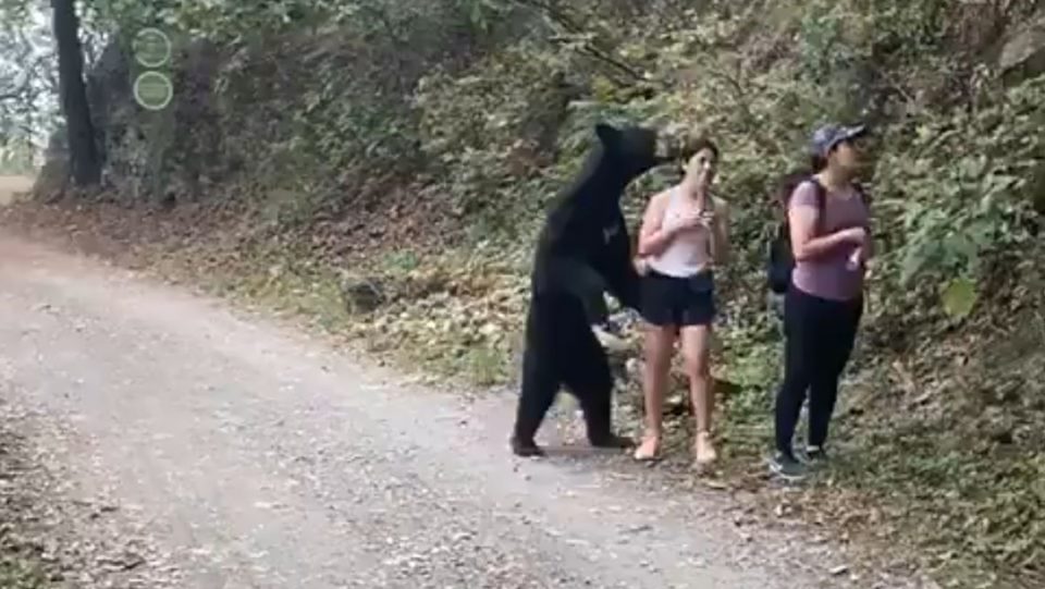 Un oso negro “abrazó” a una persona en un parque ecológico