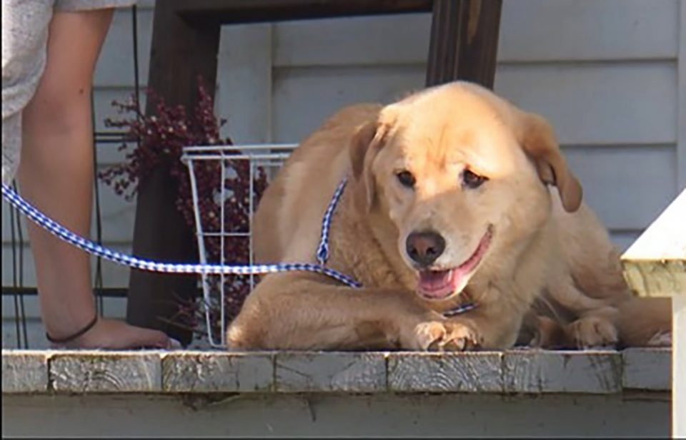 Un perro escapó de su familia y caminó 91 kilómetros para regresar a su antigua casa