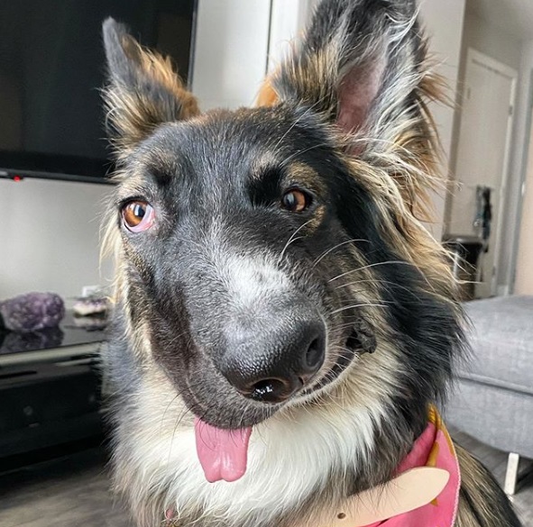 Brodie, el perro que fue atacado por su madre y aprendió a ser feliz