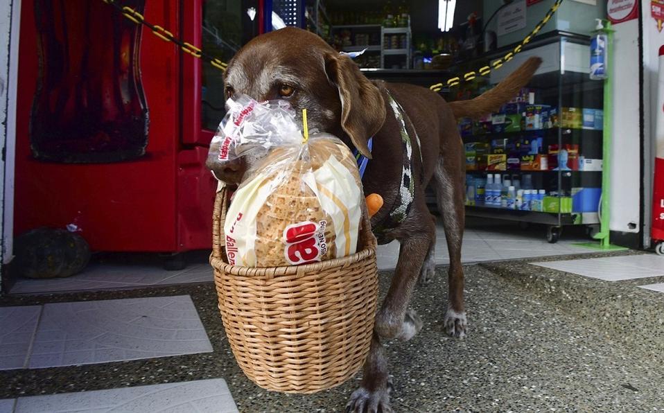 Coronavirus: el “perro delivery” de una despensa que se volvió viral por su labor