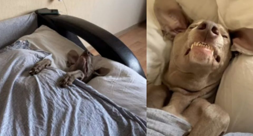 Video | El perro que duerme como un humano y que causó furor en las redes sociales