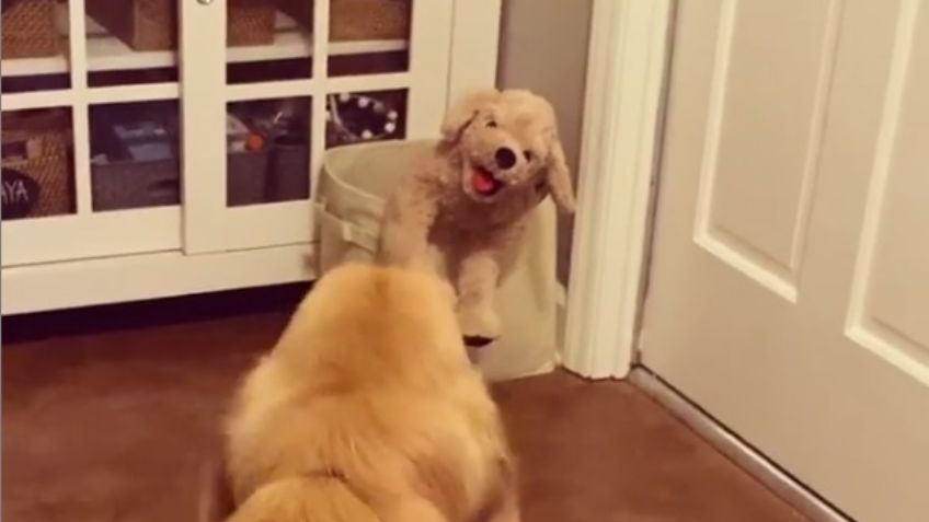 Un perro se hizo viral tras reaccionar con un peluche igual a él