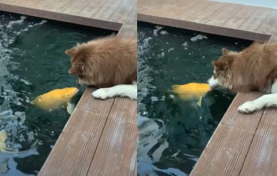 El cariñoso encuentro (a los besos) entre un perro y un pez