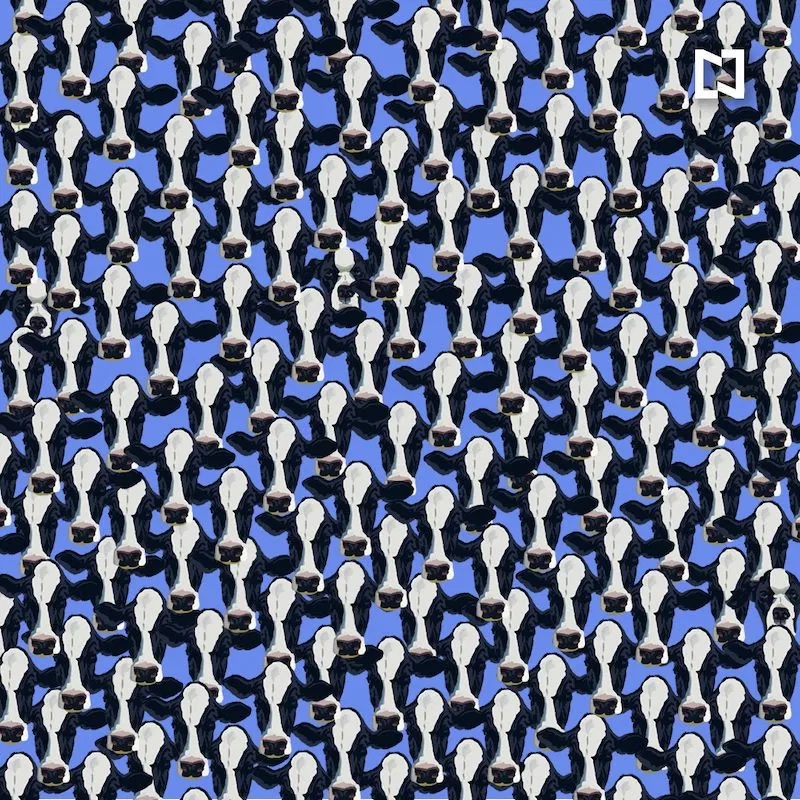 Reto visual: encuentra tres perros entre las vacas (en el menor tiempo posible)