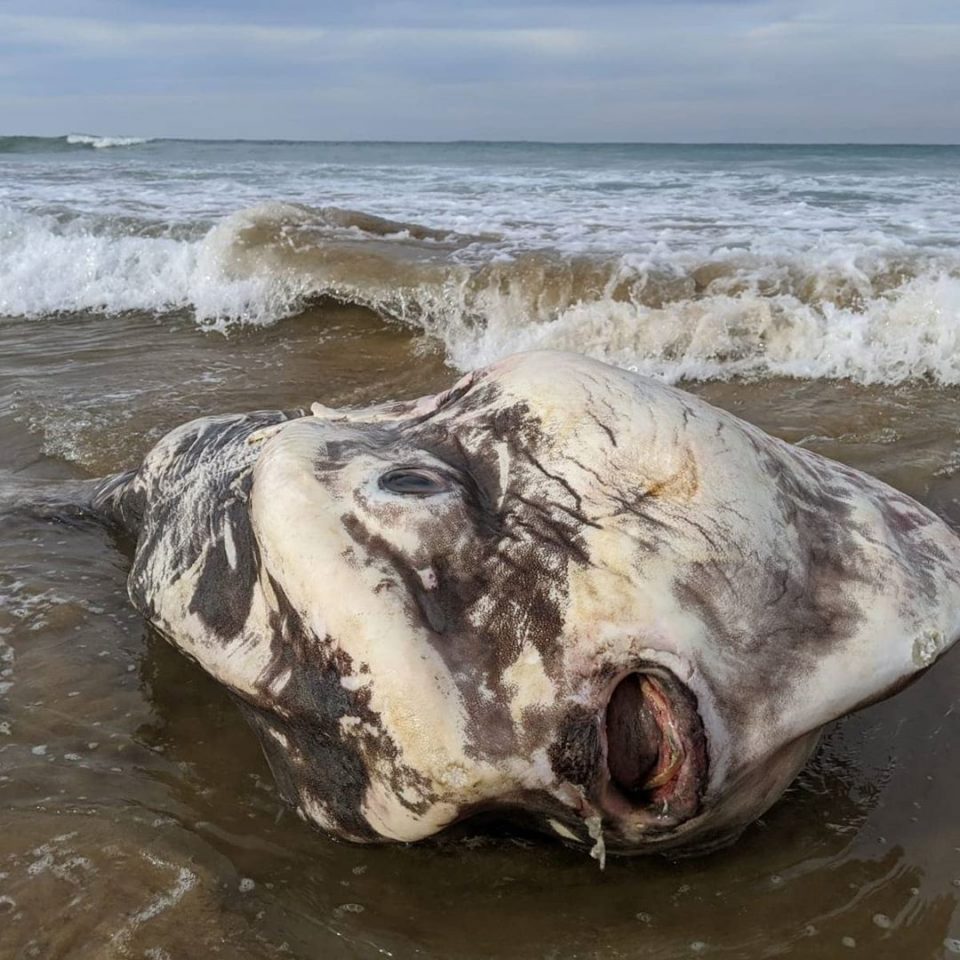 Encontraron un pez “extraterrestre” mientras caminaban por la playa