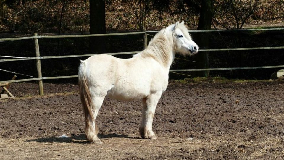 Un grupo de adolescentes asesinó a golpes a un pony de tres años