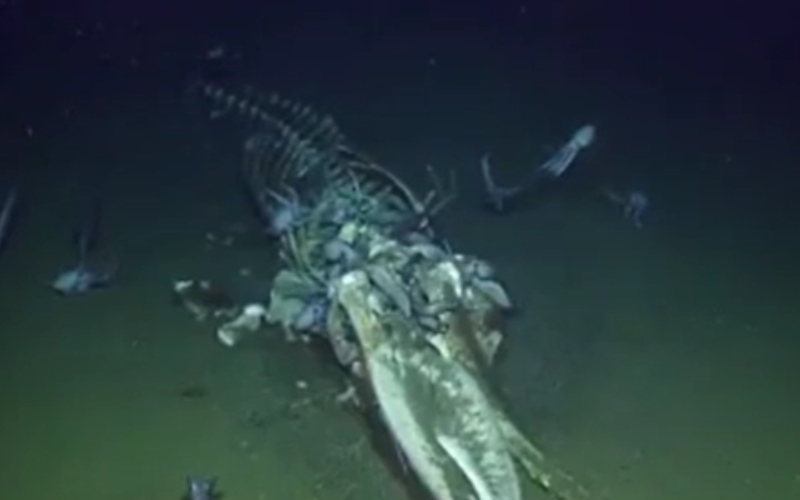 Pulpos carroñeros comieron los restos de una ballena en la profundidad del océano