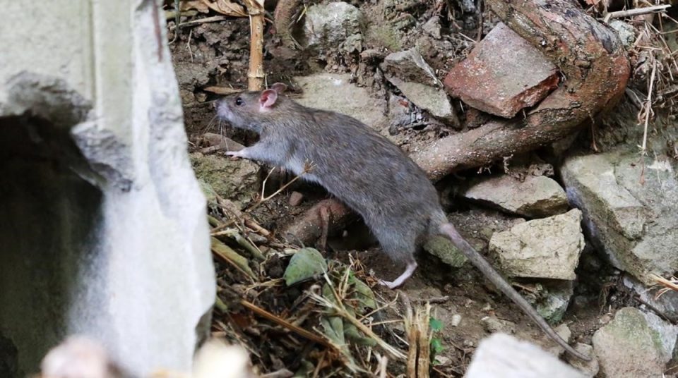 Un grupo de ratas gigantes aterroriza a un pueblo: “Invaden las casas”