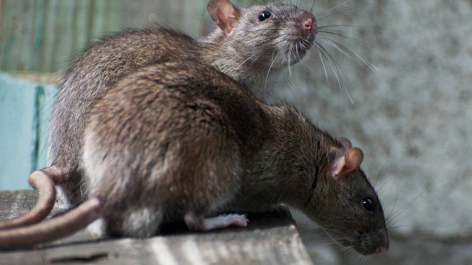 Dos ratas se batieron a duelo ante la atenta mirada de un gato