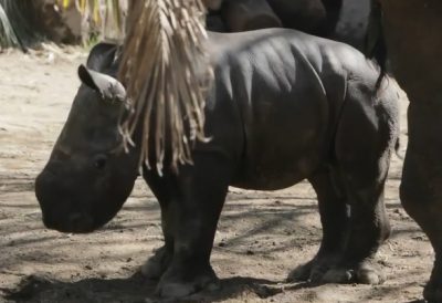 Video | Nació “Anastasio”, el primer rinoceronte blanco latinoamericano