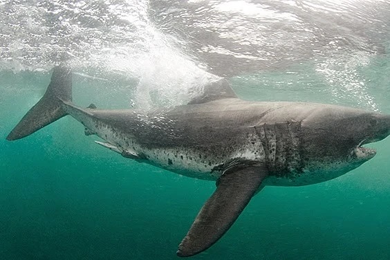 Fue a pescar salmones y volvió con un tiburón de 100 kilos