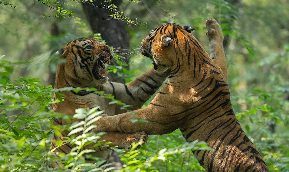 Video | La feroz batalla entre dos tigres frente a un grupo de turistas