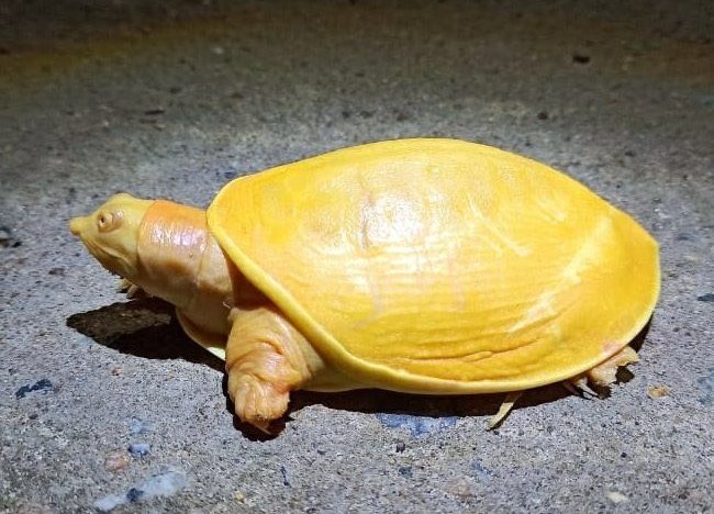 Hallaron una exótica tortuga amarilla: “Nunca he visto una como ésta”