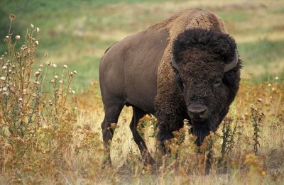 Video | Una mujer fingió estar muerta para evitar ser atacada por un bisonte